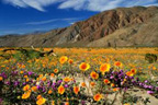 Desert Vacation